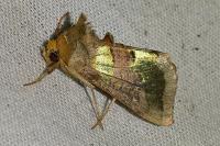 Diachrysia chrysitis