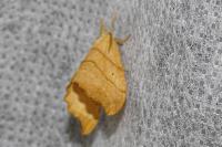 Falcaria lacertinaria