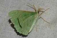 Geometra papilionaria
