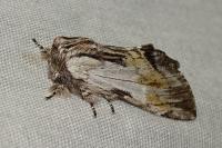 Harpyia milhauseri
