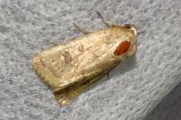Hoplodrina
