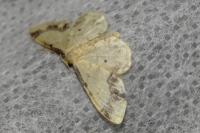 Idaea trigeminata
