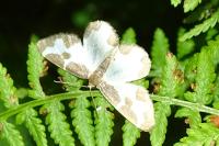 Lomaspilis marginata