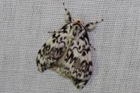 Lymantria monacha