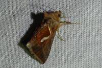 Macdunnoughia confusa