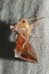 Macdunnoughia confusa