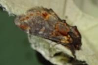 Notodonta dromedarius