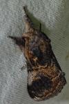 Notodonta tritophus