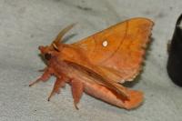 Odonestis pruni