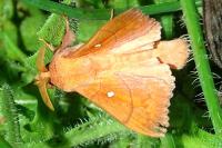 Odonestis pruni
