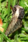 Sphinx ligustri