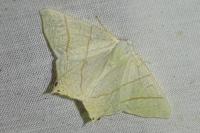 Ourapteryx sambucaria