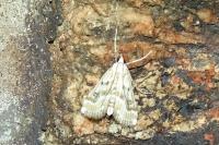 Parapoynx stratiotata