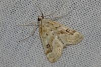 Parapoynx stratiotata