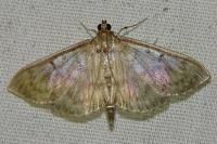 Patania ruralis