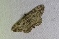 Peribatodes rhomboidaria rhomboidaria