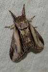 Pheosia tremula