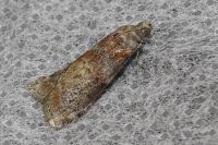 Phycita roborella