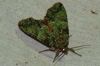 Polyphaenis sericata