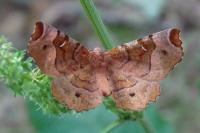 Selenia tetralunaria