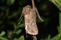 Luperina testacea