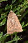 Noctua interjecta