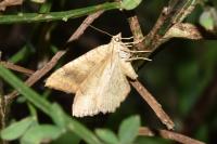 Camptogramma bilineata