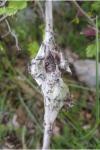 Eriogaster catax