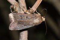Amphipyra tragopoginis