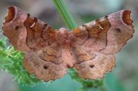 Selenia tetralunaria