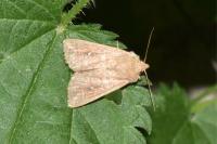 Mythimna albipuncta