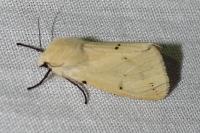Spilarctia lutea