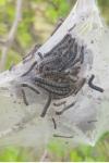Eriogaster lanestris