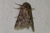 Thaumetopoea pityocampa