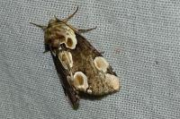 Thyatira batis