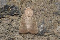 Hoplodrina ambigua