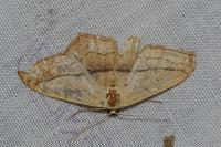 Scopula imitaria