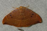 Watsonalla binaria
