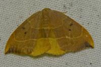 Watsonalla binaria