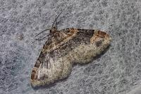 Xanthorhoe ferrugata