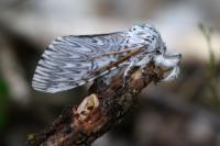 Cerura vinula