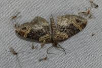 Xanthorhoe ferrugata