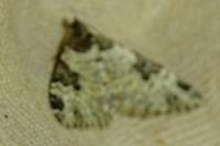 Xanthorhoe fluctuata
