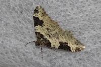 Xanthorhoe fluctuata