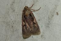 Xestia c-nigrum