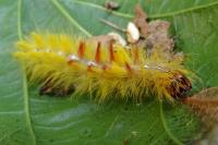 Acronicta aceris