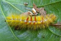 Acronicta aceris