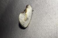 Cilix glaucata
