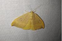 Watsonalla binaria