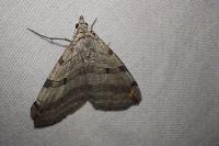 Aplocera plagiata